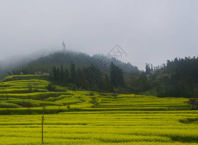 Canola田地Luoping带烟雾的图片