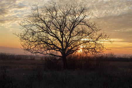 树枝后日落图片