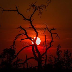日落时树的剪影图片