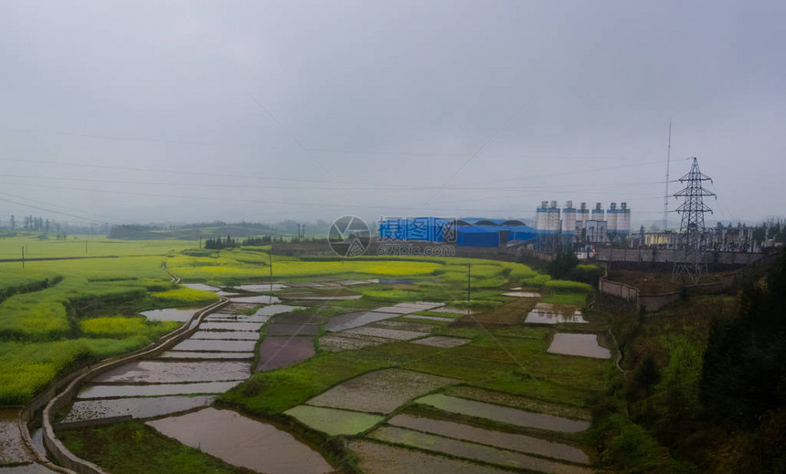 Canola田地Luoping带烟雾的图片