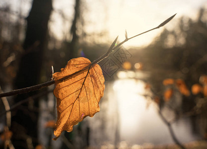 棕色的山雀叶上方温暖的后背光线仍然挂在树枝上在模糊的背景图片