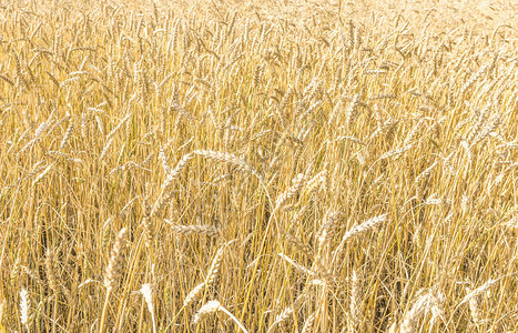 田野背景纹理中的黄小麦条纹金小麦田准图片