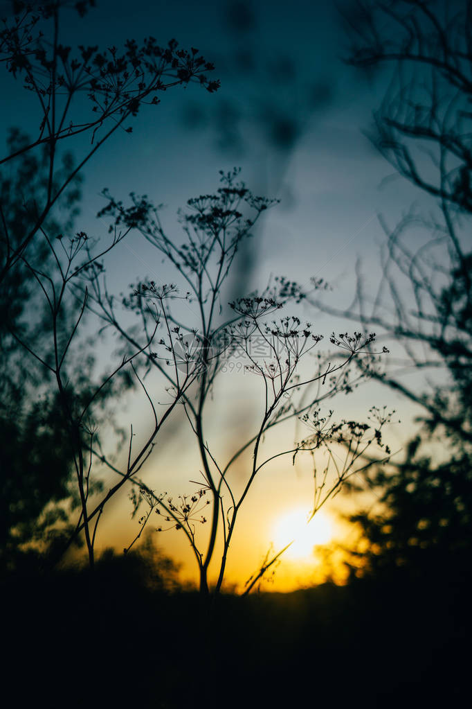 日落天空背景下的黑草剪影夏日傍晚图片