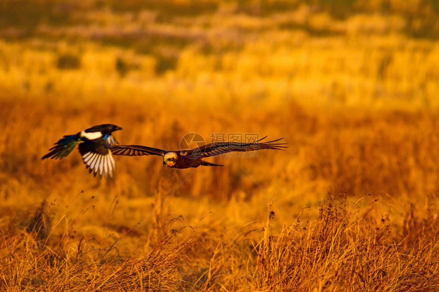 飞鹰西部沼泽鹞自然背景图片