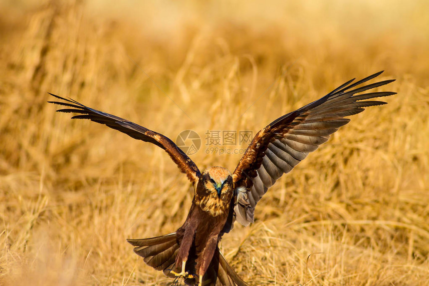 飞鹰西部沼泽鹞自然背景图片