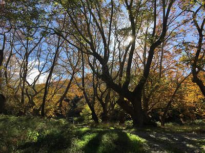 美丽的大树秋色的绿树在塞萨利的佩图片