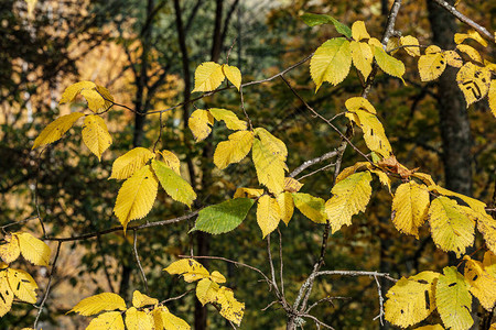 森林公园的秋色黄树叶棕图片