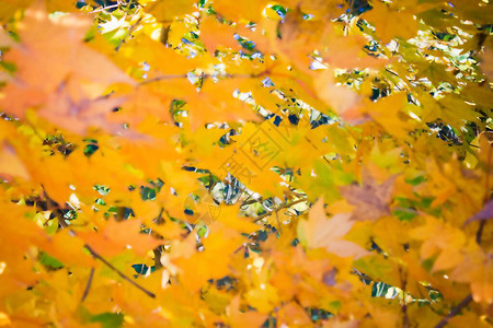明亮的黄色树叶背景图片