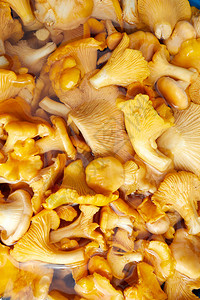 桶中的黄色鸡油菌蘑菇近景图片