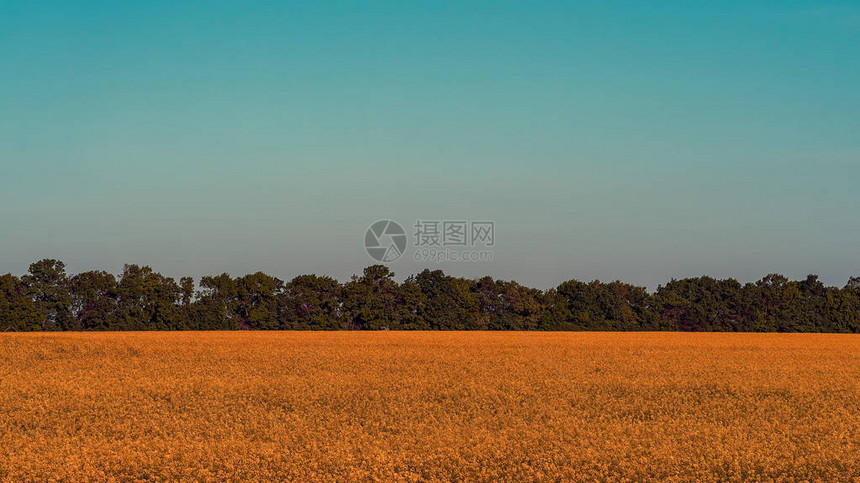 白天看黄花农田图片