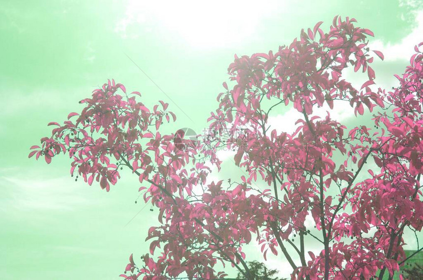 蓝秋天枫叶渐红图片