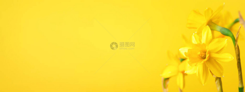 黄色背景上的黄水仙子有自恋和复制空图片