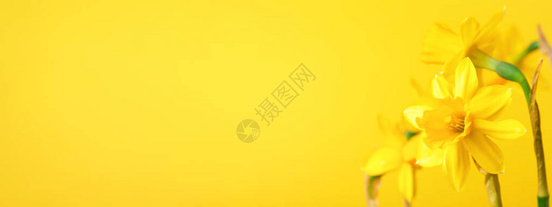 黄色背景上的黄水仙子有自恋和复制空图片