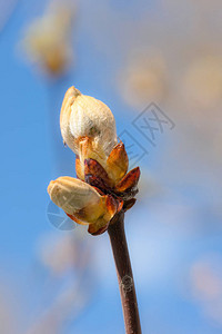 春天带芽的栗枝特写背景图片