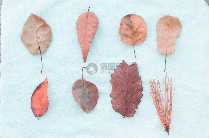 随着秋天越来深秋叶逐渐变红图片