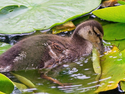 年轻的鸭子在池塘中游泳水图片