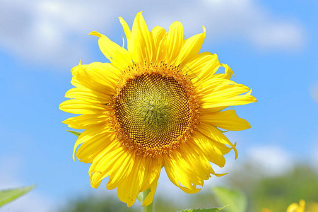 单成熟黄色向日葵图片