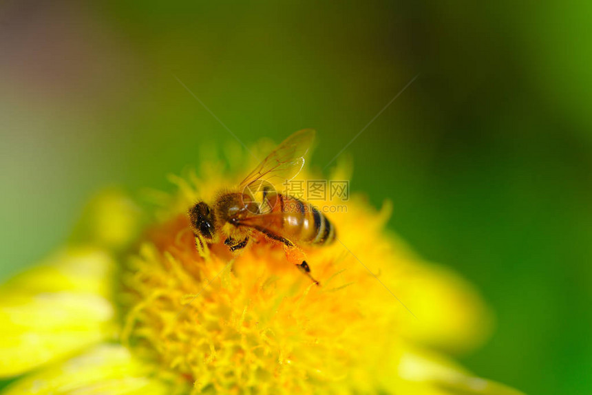 蜜蜂对黄色大花的授粉活动宏图片