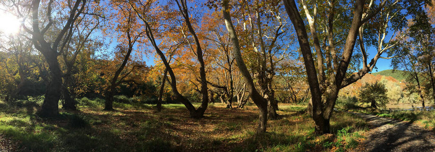 全景来自美丽的大树和秋色的秋色图片