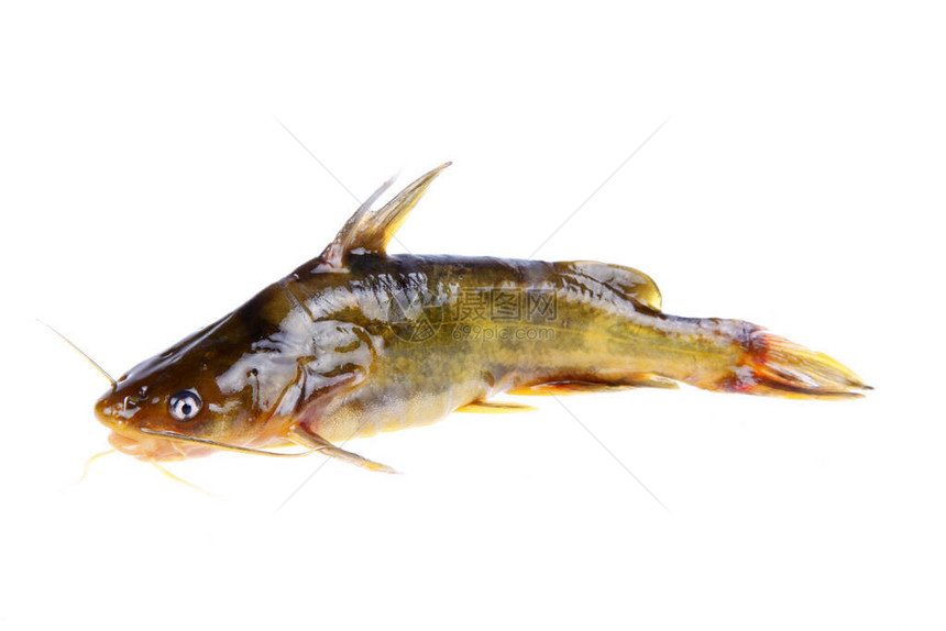 Pelteobagrusfulvidraco是一种淡水鱼图片