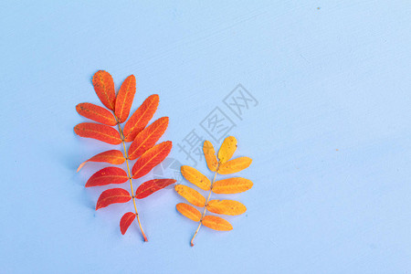 Drieddrieddanan秋季橙色叶背景图片