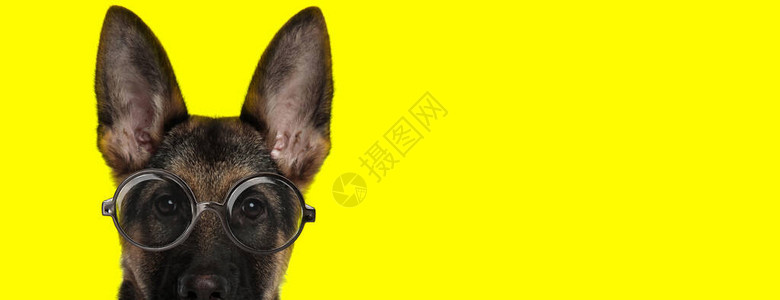 可爱的德国牧羊狗戴眼镜躲背景图片