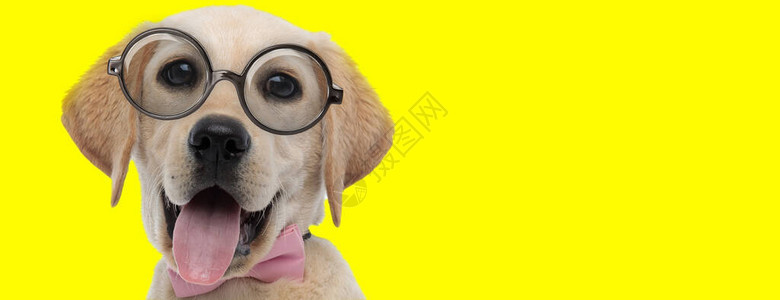 长大眼睛戴眼镜在黄色背景上伸出舌头的可爱拉图片
