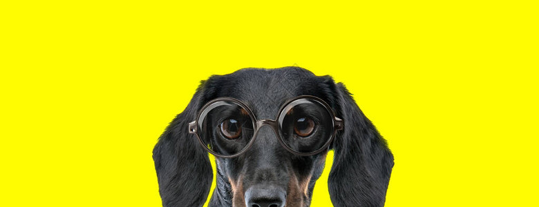 害羞的泰克尔腊肠狗大眼睛戴着眼镜躲图片