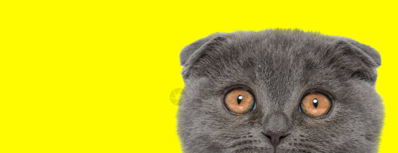害怕的苏格兰foldcat在黄色工作图片