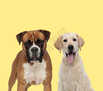 站在一只拉布多犬抓取狗旁边的可爱拳击小狗在黄色背景下欢图片