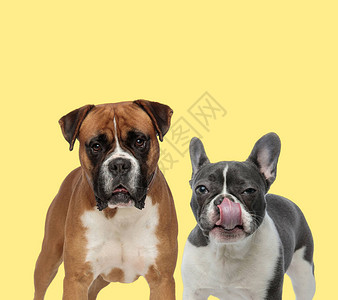 站在一只法国斗牛犬狗旁边的可爱拳击小狗在黄色图片