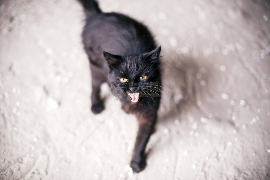 无家可归的可爱黑猫黄眼睛在城市街上哭泣饥饿的流浪小猫身处掩蔽所附近的灰墙背景复制空图片
