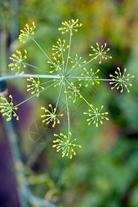 黄色茴香花关闭图片