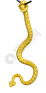 双螺旋两螺旋是白种背景的毒害坑毒蛇图片