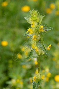 关闭盛开的黄色拨浪鼓植物rhinanthus图片