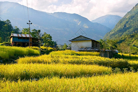 尼泊尔的稻田背景图片