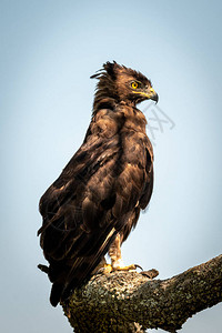 长冠鹰栖息在树枝的侧面图片