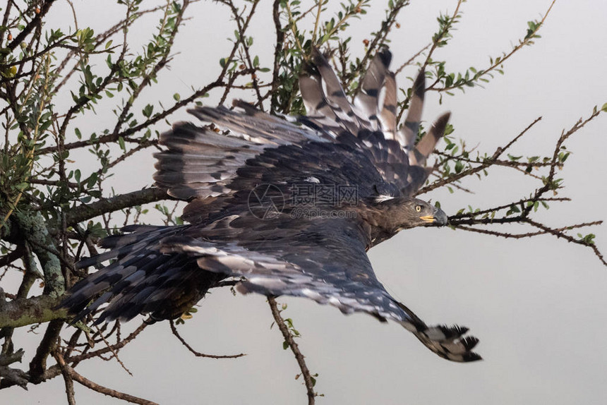 非洲冠鹰从树枝上起飞图片