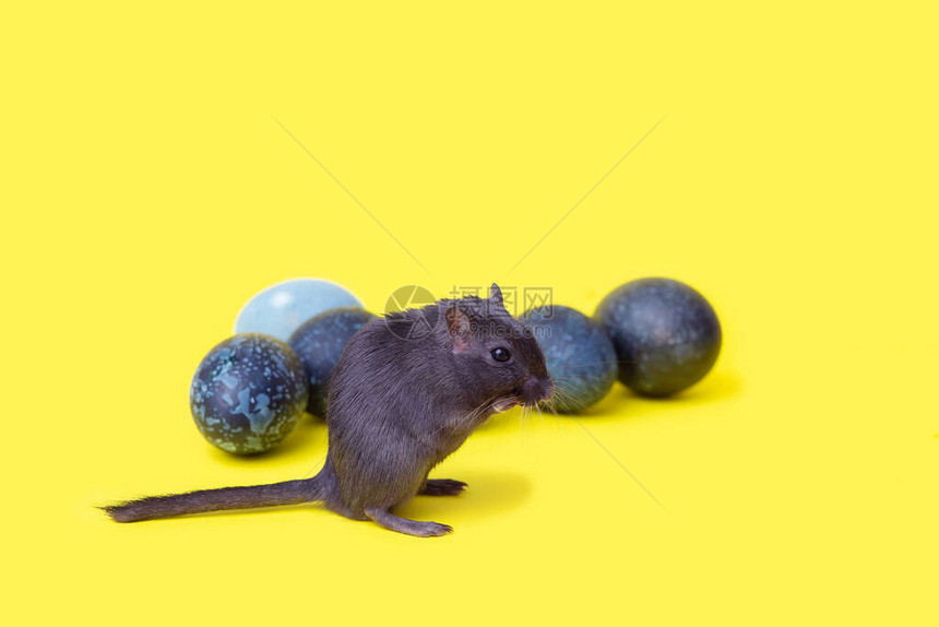 小黑鼠一只沙子在黄色背景上绕着深色复活节鸡蛋的图片