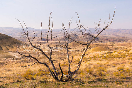美国俄勒冈州油画山的干旱和多彩地貌上树背景图片