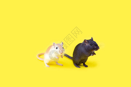 一对黄色背景的家庭小鼠图片