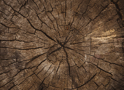 切割树干的木材纹理树轮特写背景纹理图片
