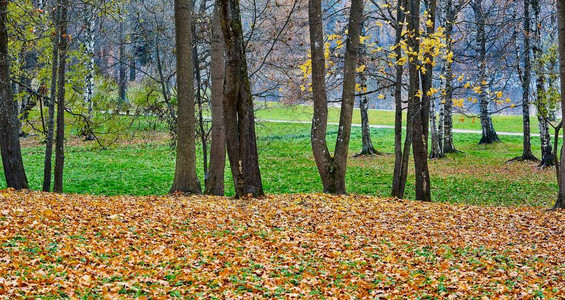 秋天森林公园的风景有树和黄色叶子的图片