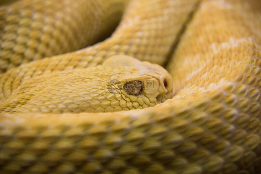 黄蛇皮肤细腻目光锐利图片
