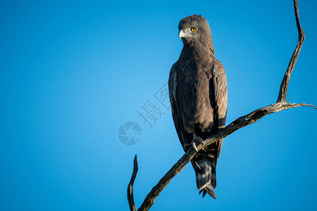 棕色蛇鹰从扭曲的树枝往下看图片