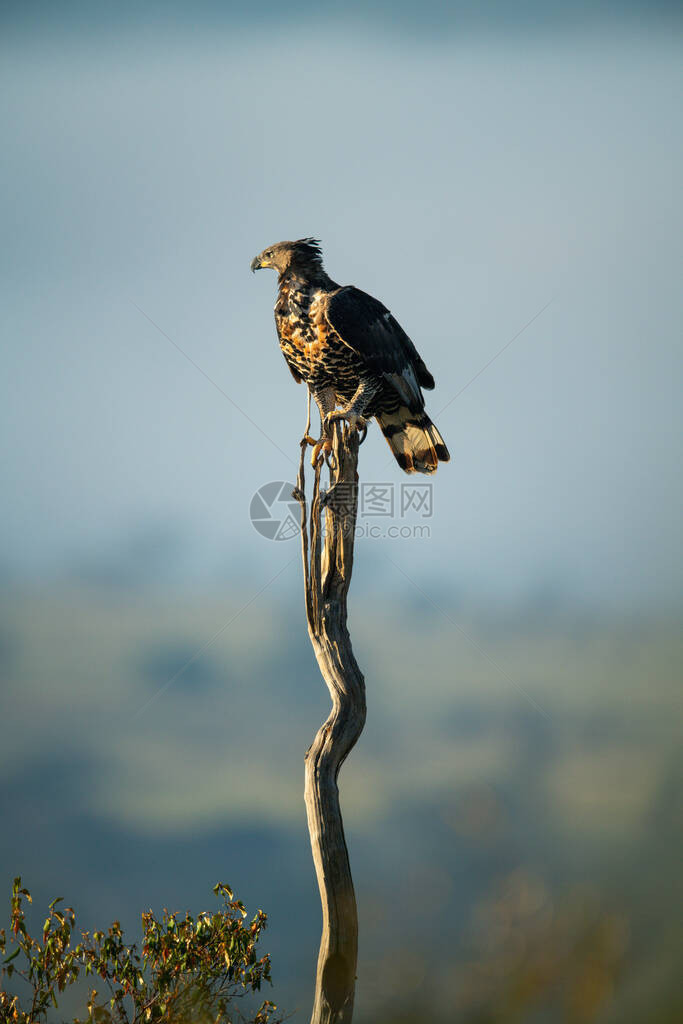 长而细的树桩上的非洲冠鹰图片