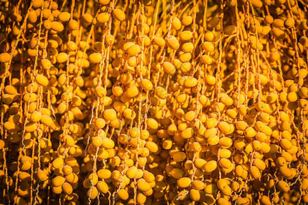 加那利岛枣椰树凤凰canariensis黄橙果实的背景图片