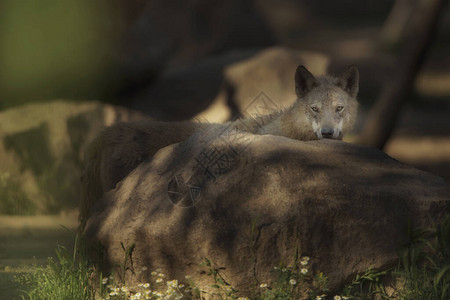 荒野中的灰狼图片