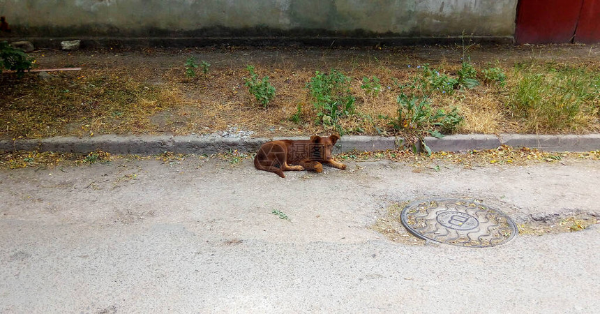 院子里躺着一只棕色的家养狗图片