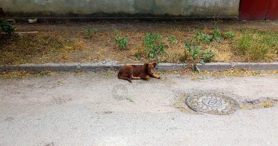 院子里躺着一只棕色的家养狗图片